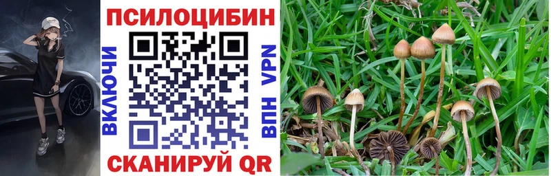 купить   Приволжск  Галлюциногенные грибы Magic Shrooms 